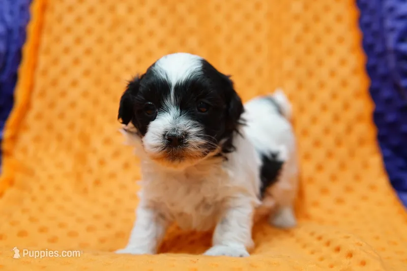 Carbohydrate – Shihpoo puppy for sale in Lake Mills, IA