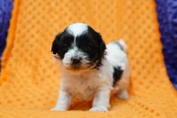 Carbohydrate, a male Shihpoo for sale in Lake Mills, IA – Photo 1 of 2