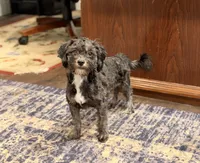 Jake, a male Shihpoo for sale in Lake Mills, IA – 7 of 9