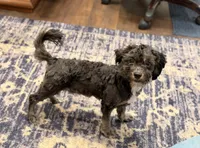 Jake, a male Shihpoo for sale in Lake Mills, IA – 3 of 9