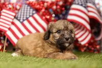 Fish Sandwich, a female Poodle - Miniature  and Shichon for sale in Lake Mills, IA – 3 of 3