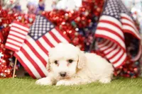 Chicken Noodle, a female Poodle - Miniature  and Shichon for sale in Lake Mills, IA – 3 of 4