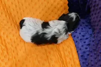 Fiber, a male Shihpoo for sale in Lake Mills, IA – Photo 2 of 2