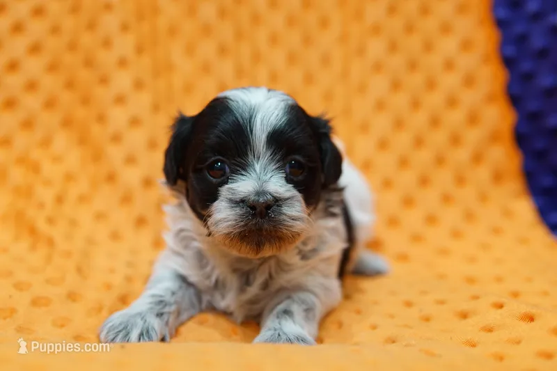 Fiber – Shihpoo puppy for sale in Lake Mills, IA