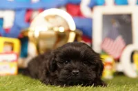 Coke, a male Mal Shi for sale in Lake Mills, IA – 2 of 3