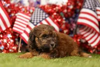 Cheeseburger, a male Poodle - Miniature  and Shichon for sale in Lake Mills, IA – 2 of 4