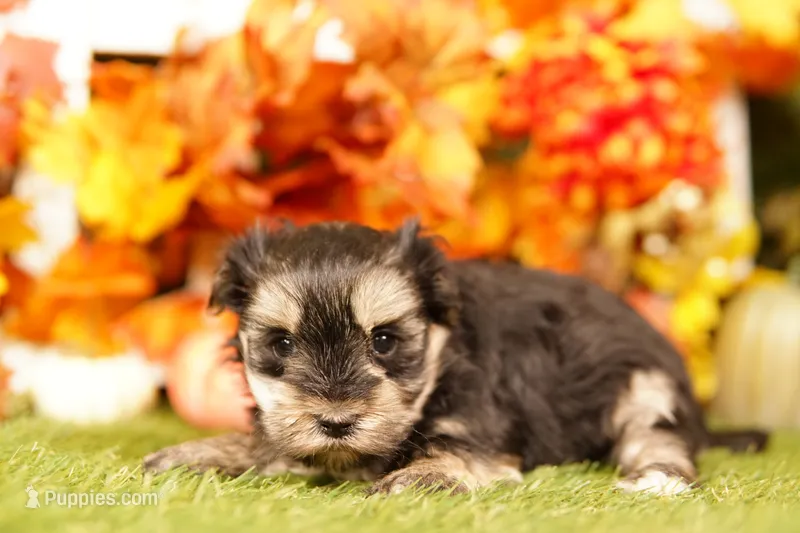 Ton – Morkie puppy for sale in Lake Mills, IA