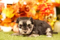 Ton, a female Morkie for sale in Lake Mills, IA – 1 of 3