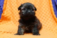 Squeegee, a male Shih Tzu and Shichon for sale in Lake Mills, IA – 6 of 7