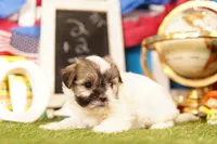 Corn Dog, a female Havanese and Shih Tzu for sale in Lake Mills, IA – 2 of 3