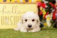Muffy, a male Schnoodle and Poodle - Miniature  for sale in Lake Mills, IA – 3 of 6