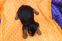 Firecracker, a male Yorkshire Terrier for sale in Lake Mills, IA – 2 of 2