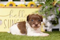 Miller, a male Poodle - Miniature  and Peek-A-Pom for sale in Lake Mills, IA – Photo 3 of 3