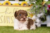 Miller, a male Poodle - Miniature  and Peek-A-Pom for sale in Lake Mills, IA – Photo 2 of 3