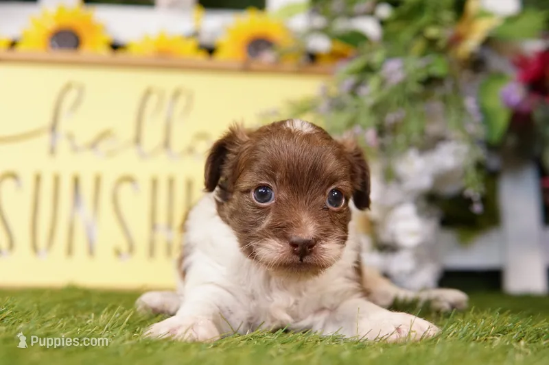 Miller – Poodle - Miniature , Peek-A-Pom puppy for sale in Lake Mills, IA