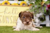 Miller, a male Poodle - Miniature  and Peek-A-Pom for sale in Lake Mills, IA – Photo 1 of 3