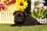 Cindy, a female Shorkie for sale in Lake Mills, IA – Photo 2 of 3