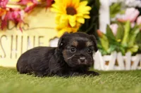 Cindy, a female Shorkie for sale in Lake Mills, IA – Photo 3 of 3