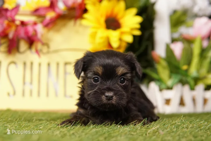 Cindy – Shorkie puppy for sale in Lake Mills, IA
