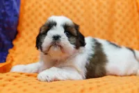 Meringue, a female Shih Tzu for sale in Lake Mills, IA – 3 of 7