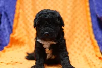 Taco, a male Bichon Frise and Schnoodle for sale in Lake Mills, IA – 6 of 6