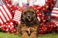 Cheeseburger, a male Poodle - Miniature  and Shichon for sale in Lake Mills, IA – 4 of 4