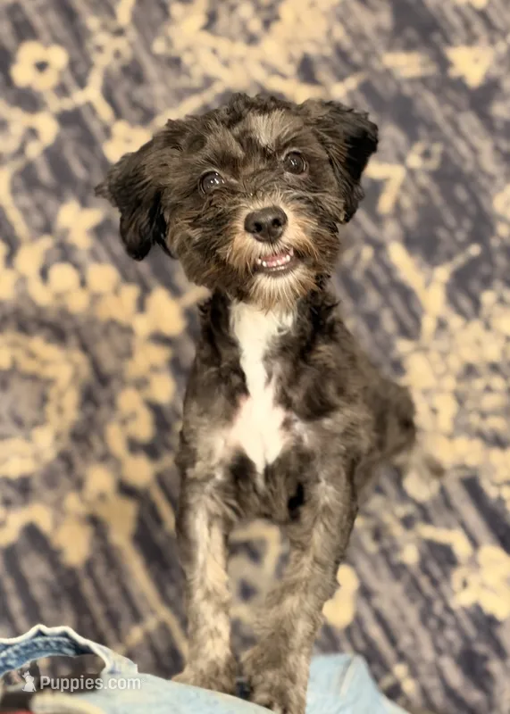 Jake – Shihpoo puppy for sale in Lake Mills, IA