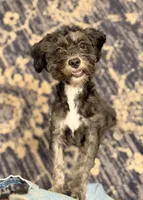 Jake, a male Shihpoo for sale in Lake Mills, IA – 1 of 9