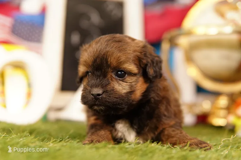Hercules – Shichon, Bichpoo puppy for sale in Lake Mills, IA