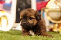 Hercules, a female Shichon and Bichpoo for sale in Lake Mills, IA – 1 of 3