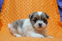 Perfect, a male Shih Tzu and Peek-A-Pom for sale in Lake Mills, IA – Photo 2 of 3