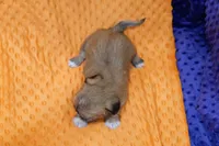 Neptune, a female Puggle and Shih Tzu for sale in Lake Mills, IA – Photo 2 of 2