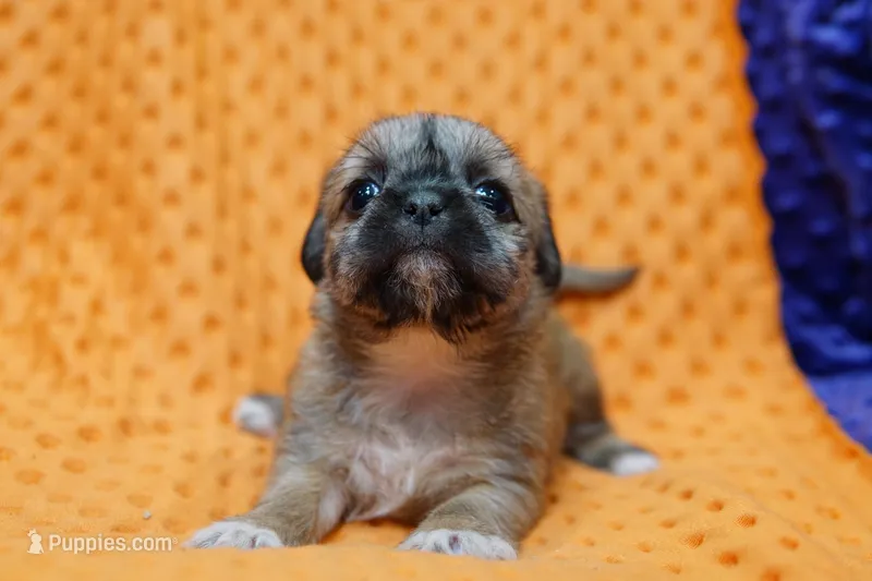 Neptune – Puggle, Shih Tzu puppy for sale in Lake Mills, IA