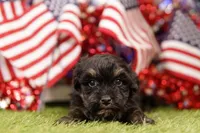 Ribeye, a male Havapoo for sale in Lake Mills, IA – 1 of 3