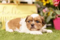 Coors, a male Shih Tzu and Peek-A-Pom for sale in Lake Mills, IA – 3 of 3
