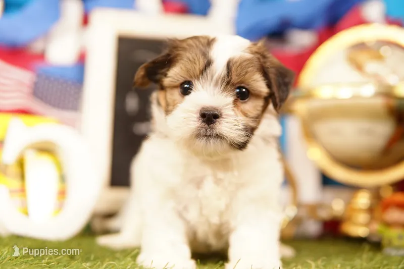 Cheese Curd – Havanese, Shih Tzu puppy for sale in Lake Mills, IA
