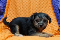 Saul, a male Yorkipoo for sale in Lake Mills, IA – Photo 4 of 6