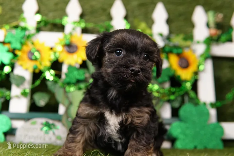 Jesse – Yorkipoo puppy for sale in Lake Mills, IA