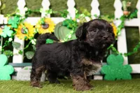 Jesse, a male Yorkipoo for sale in Lake Mills, IA – Photo 6 of 6