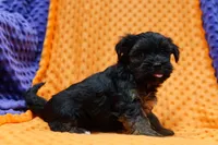 Jesse, a male Yorkipoo for sale in Lake Mills, IA – Photo 2 of 6