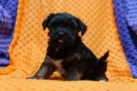 Jesse, a male Yorkipoo for sale in Lake Mills, IA – Photo 4 of 6