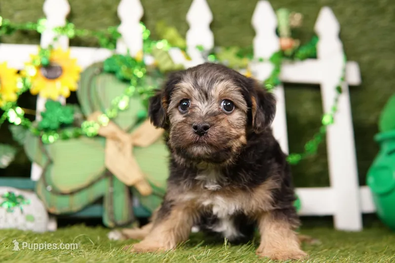Saul – Yorkipoo puppy for sale in Lake Mills, IA