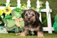 Saul, a male Yorkipoo for sale in Lake Mills, IA – Photo 1 of 6