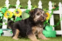 Saul, a male Yorkipoo for sale in Lake Mills, IA – Photo 6 of 6