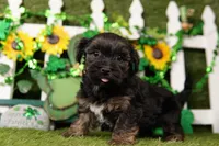 Jesse, a male Yorkipoo for sale in Lake Mills, IA – Photo 5 of 6