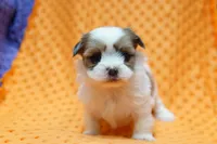 Pristine, a female Shih Tzu and Peek-A-Pom for sale in Lake Mills, IA – Photo 1 of 3