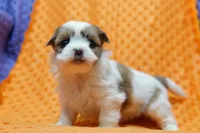 Pristine, a female Shih Tzu and Peek-A-Pom for sale in Lake Mills, IA – Photo 2 of 3