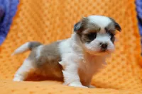 Pristine, a female Shih Tzu and Peek-A-Pom for sale in Lake Mills, IA – Photo 3 of 3