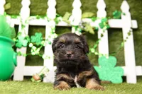 Dior, a male Shorkie for sale in Lake Mills, IA – Photo 1 of 6