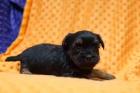 Dior, a male Shorkie for sale in Lake Mills, IA – Photo 2 of 6